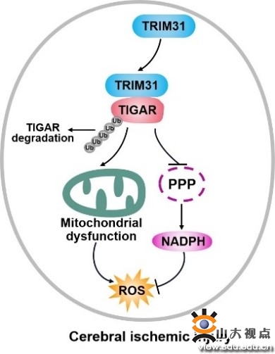 trim31是trim家族一个热门研究的成员,调控多种靶蛋白,参与生理病理